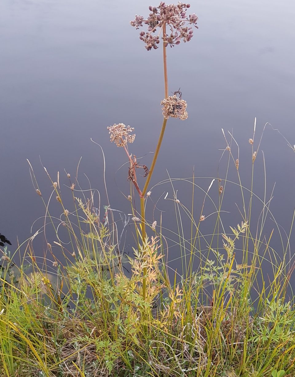 Putkikasvit sarjakukkaiset Rohtokasvio putkikasvit-sarjakukkaiset-rohtokasvio