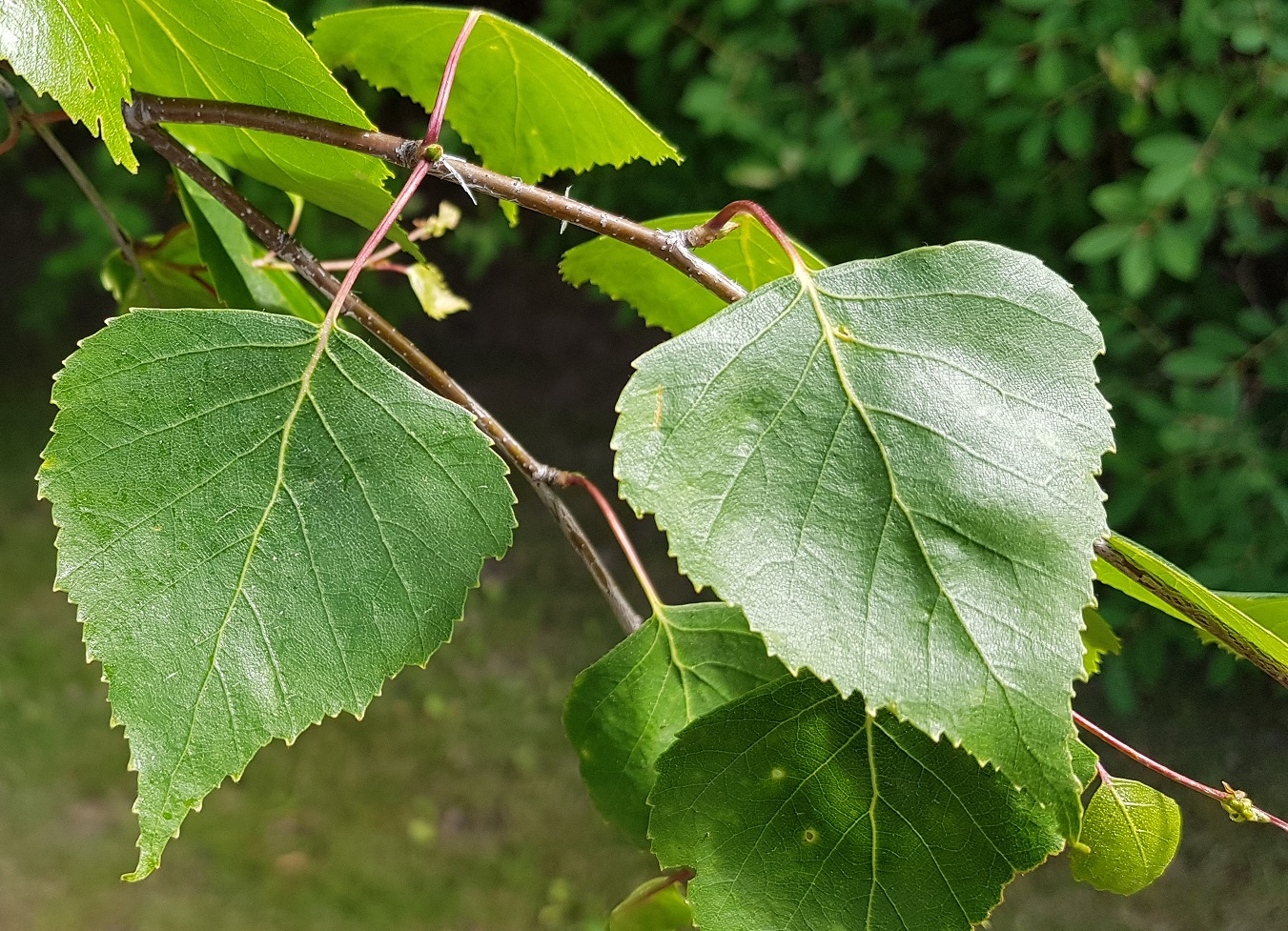 Koivut Muutakin Kuin Klapien Ja Tuohivirsujen Materiaalipankki Koivut Muutakin Kuin Klapien Ja Tuohivirsujen Materiaalipankki