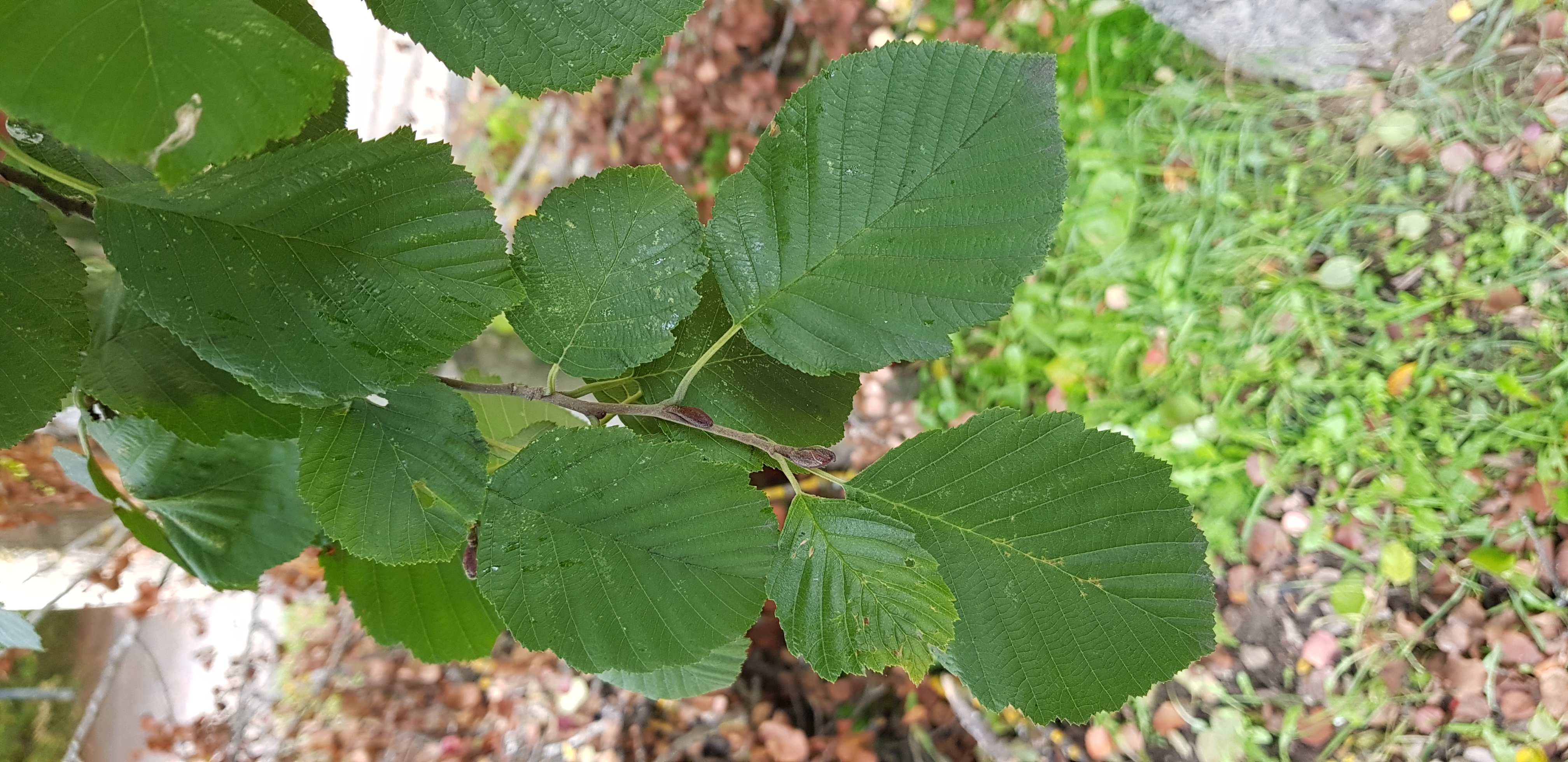 Lep t Rohtokasvio