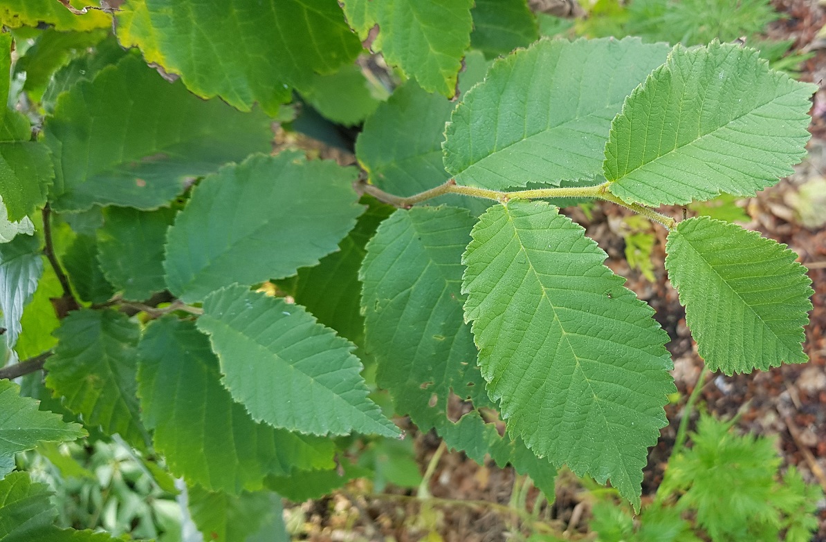 Pähkinäpensas